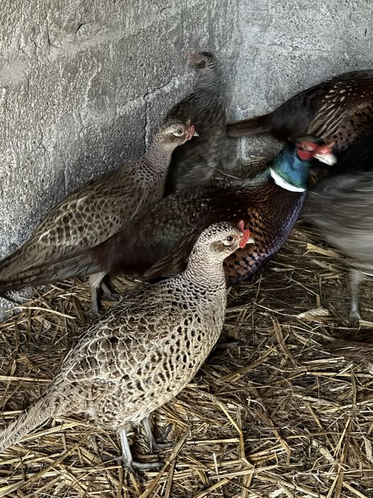 Fazani comuni si tenebros