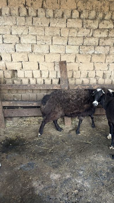 Екі қой сатылады тұсақ