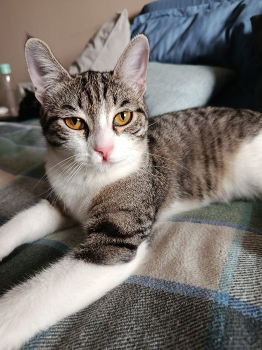 Кошечка с апельсиновыми глазами ищет дом