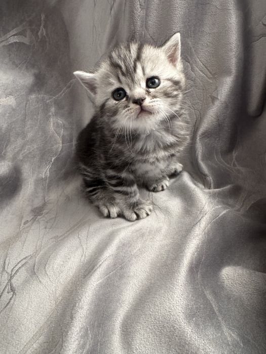 Котята Шотландские