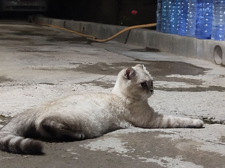 Scottish Fold Sotiladi