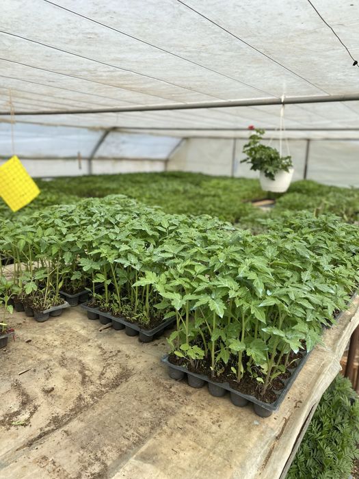 Rasaduri pe comanda !