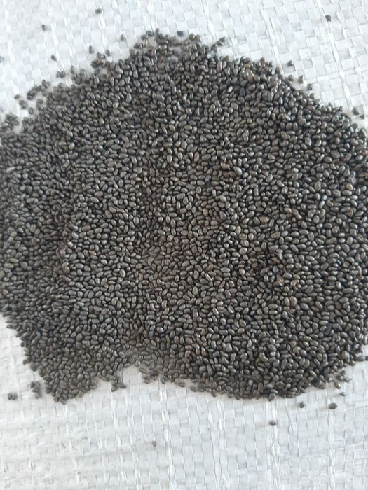 Семена люцерна. Жоныршка тукумы