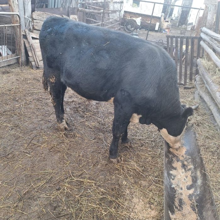 Продам бычков и тёлок