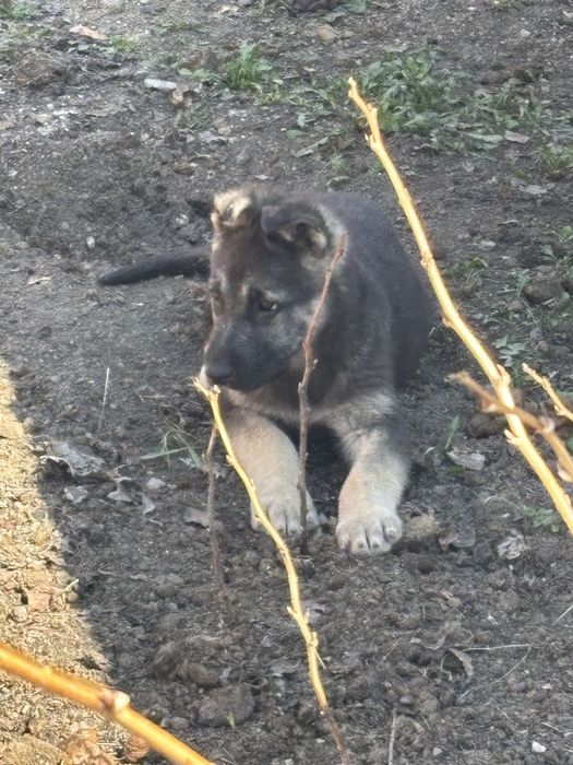 Восточноевропейская овчарка