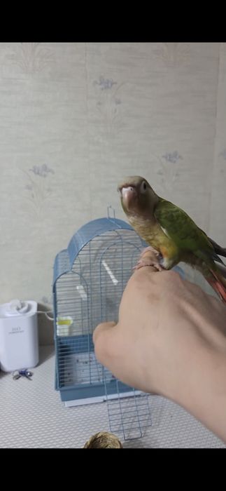 Продам ручных перура говорящий