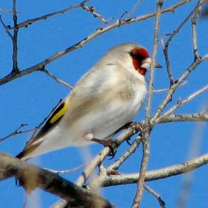 Продаются дымчатые щеглы