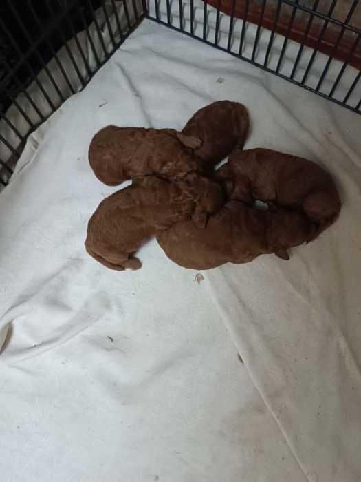 Той Пудель Ред Браун