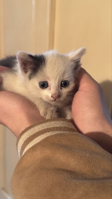 Отдам котят в хорошие руки