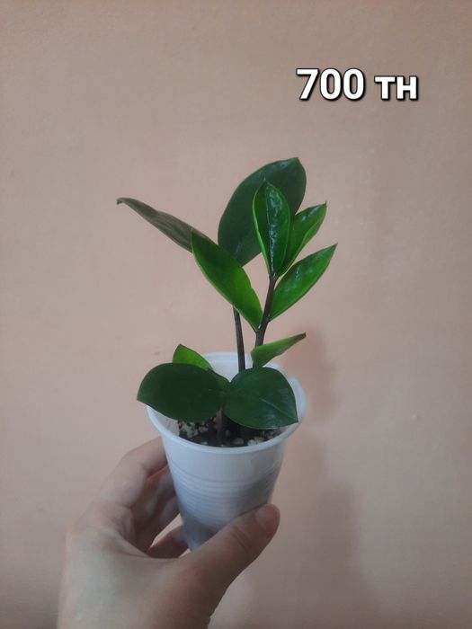 Продам комнатные цветы