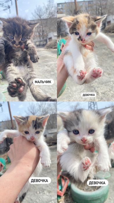 Котята 2,5 месячные