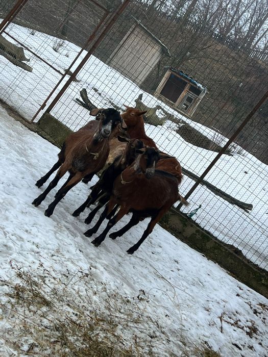 Capre: 1 Românească, 4 Anglo Nubian