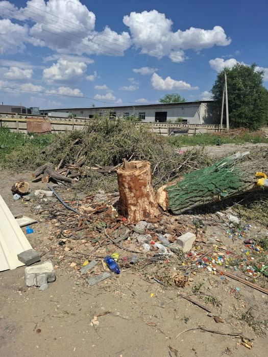 Дерево бесплатно ағаш тегін