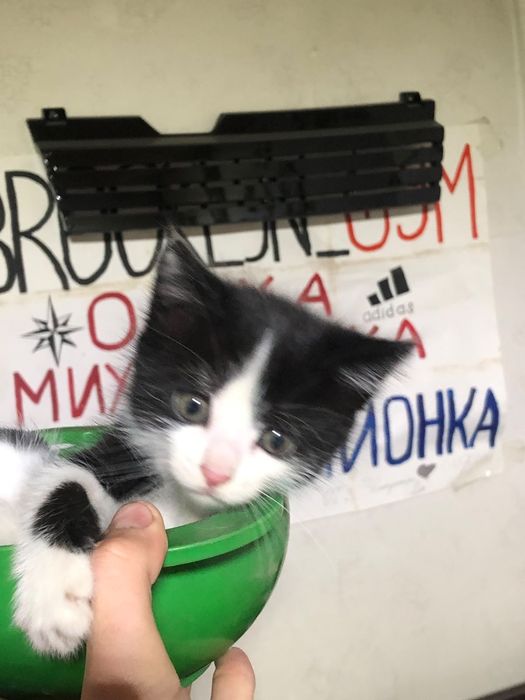Срочно отдам котёнка девочку три месяца