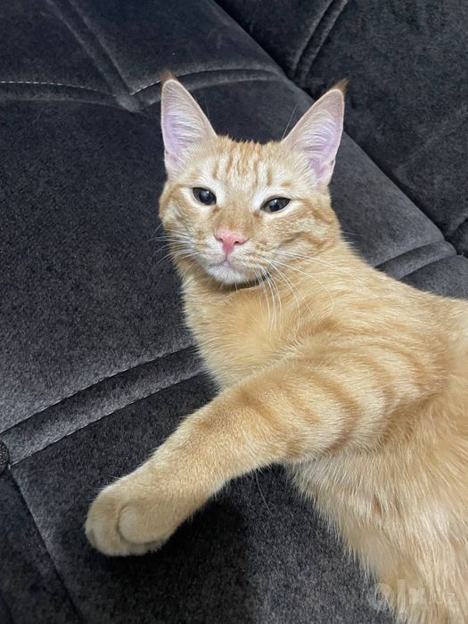 Кот, кастрированный, 3 года