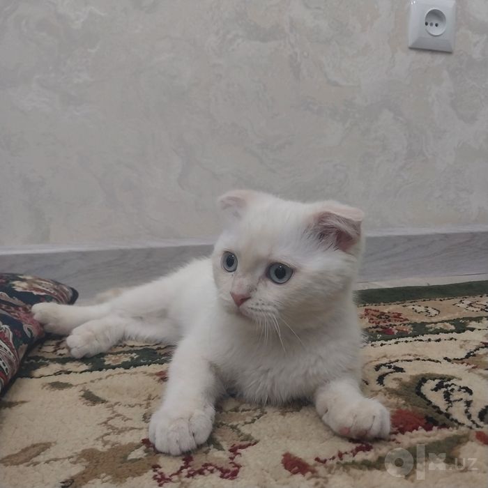 Mushuk sotiladi domashni 1mln yana kelishamjz