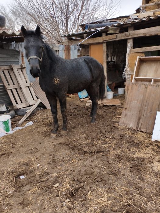 Полукров агылшын