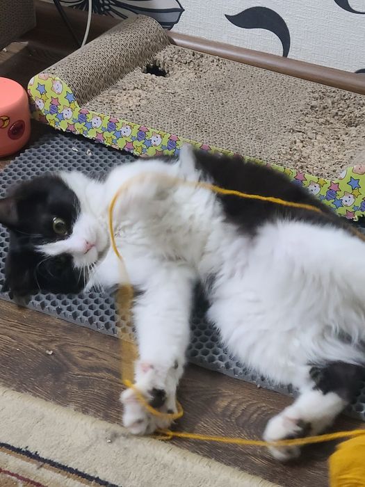 Котенок, в добрые руки, 4 месяца