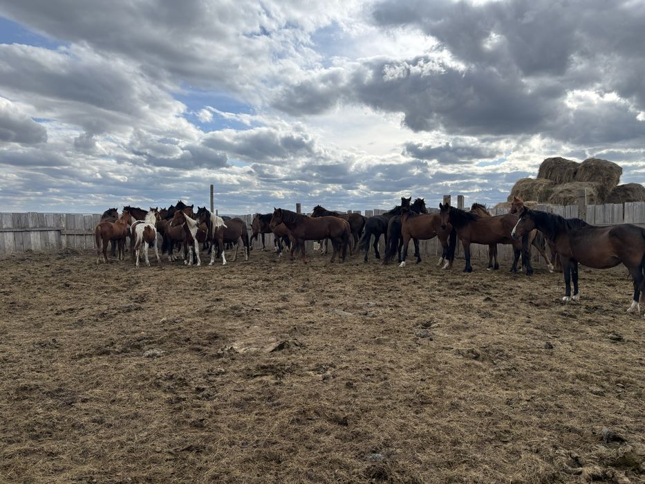 Продам табун лошадей