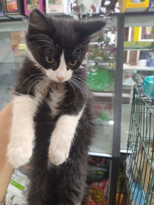 Котята в хорошие руки