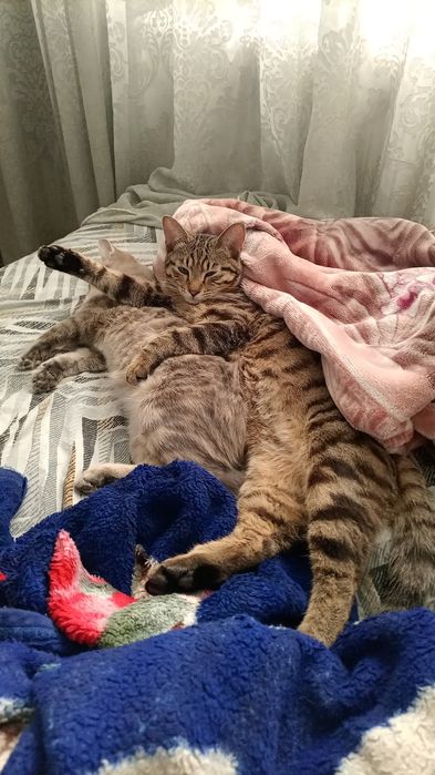 Кота отдам в добрые руки.