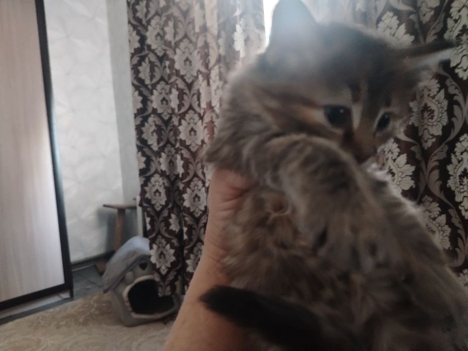 Отдам в добрые руки