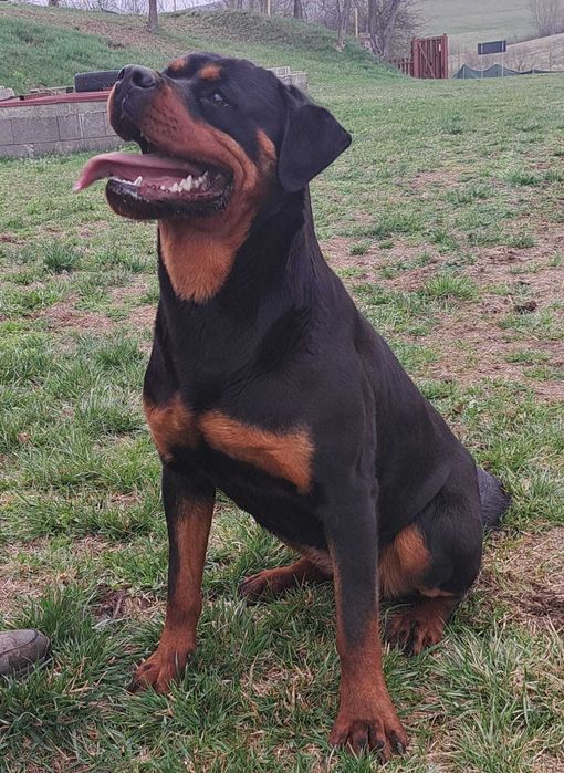 Rottweiler femelă tânără, pregătită pentru BH