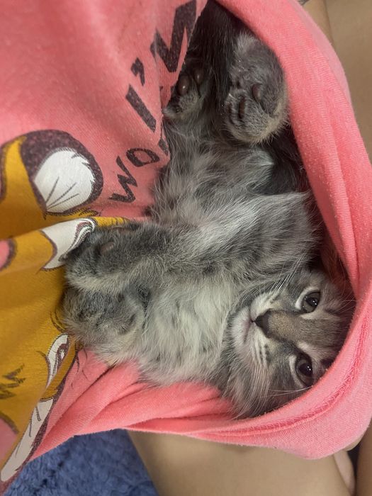 Отдам котенка бесплатно