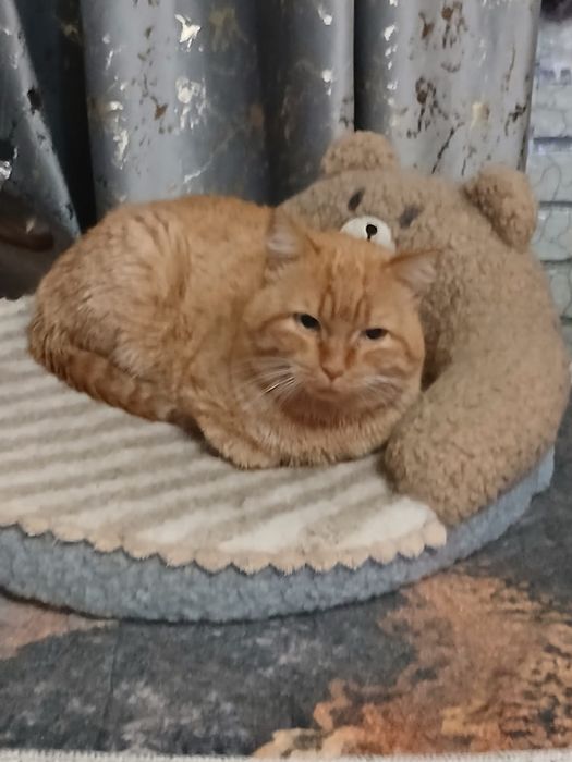 Дарю котика рыжика