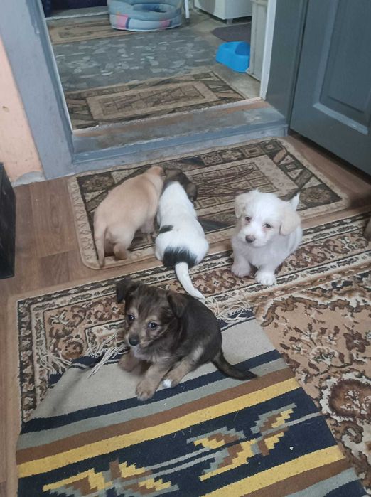 Donez 4 pui caine de rasa 6 saptamani