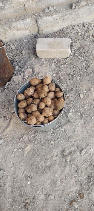 Продам картофель