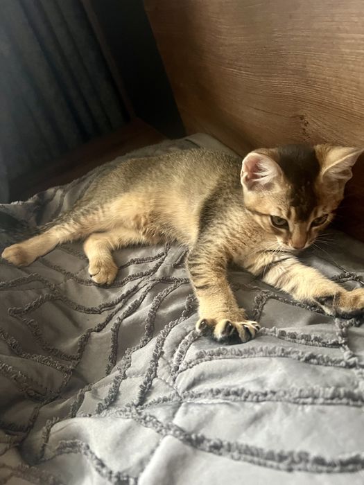 Дерзкие котята Чаузи