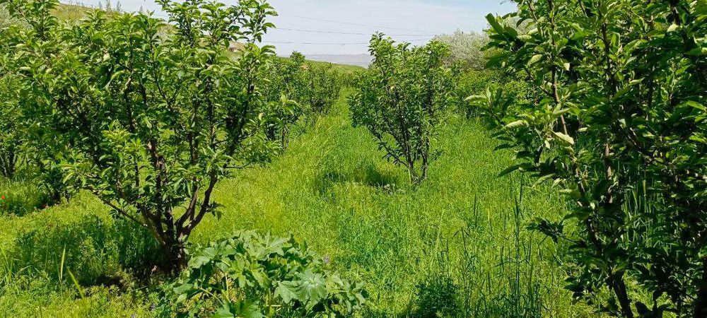 O`smat shaharchasi qutlug`obod mahallasida 50 sotix bog` sotiladi