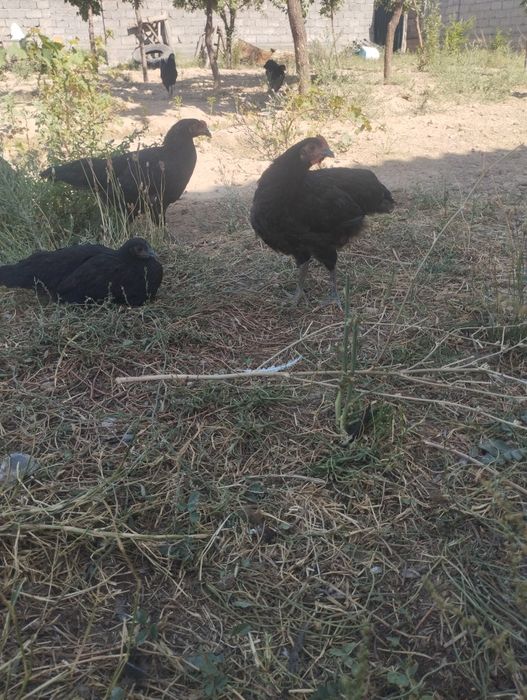 Жағдай жақсы уй тауықтары