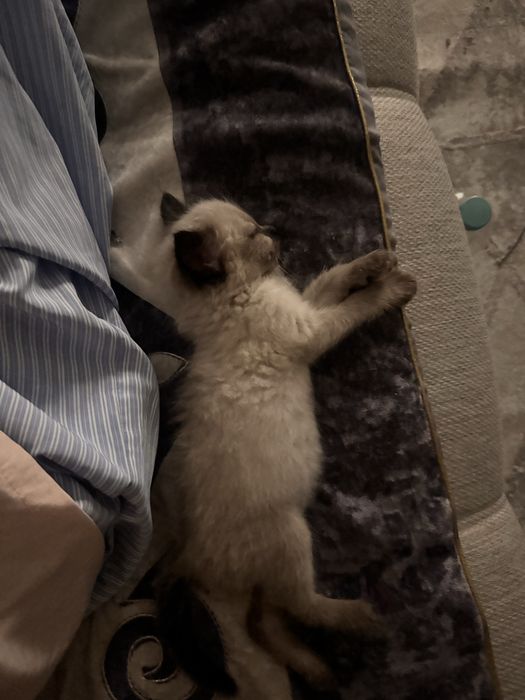 Продам сиамского котенка