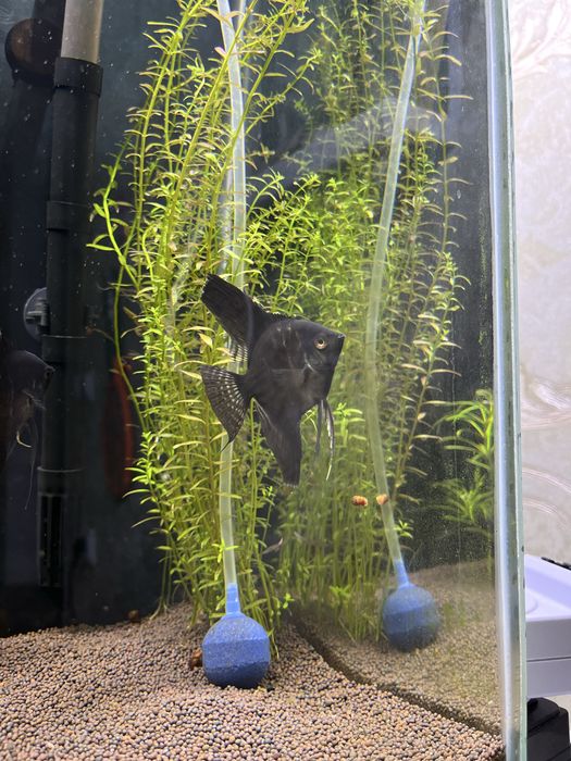 Скалярий (1 ШТУК)