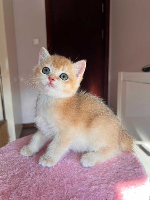 Băiețel jucaus british shorthair golden chinchilla!
