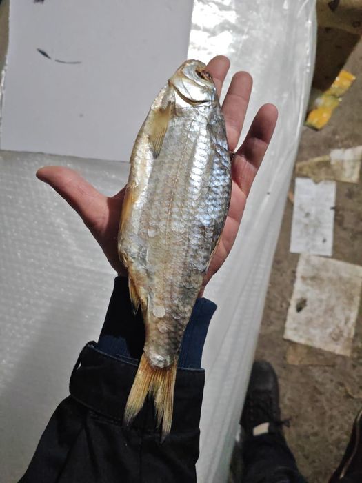 Вобла (Атырау) маласол с икрой