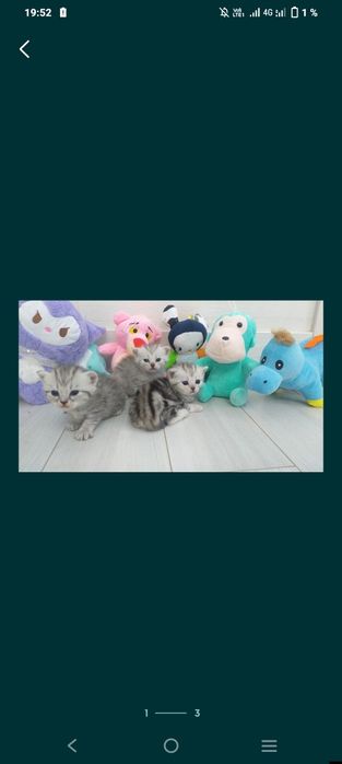 Шотландский котята