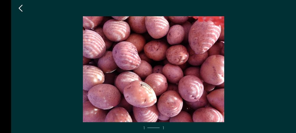 Картофель антоновский 250