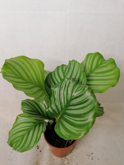 Стайни зелени цветя