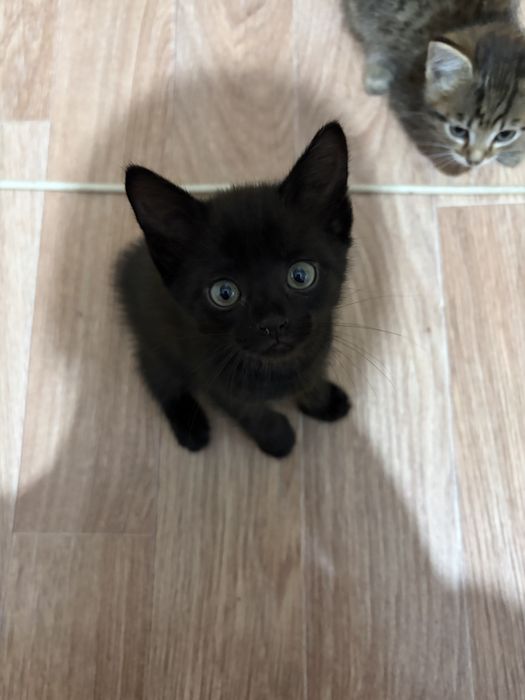 Отдам котят в добрые руки