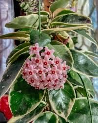 Хойя кримсон квин