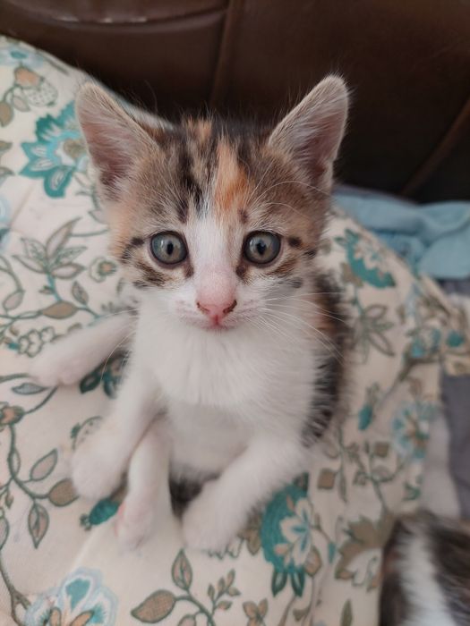 Отдам в добрые руки. КОШЕЧКА.