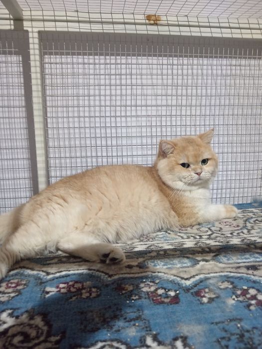 Британский шиншилла вязка