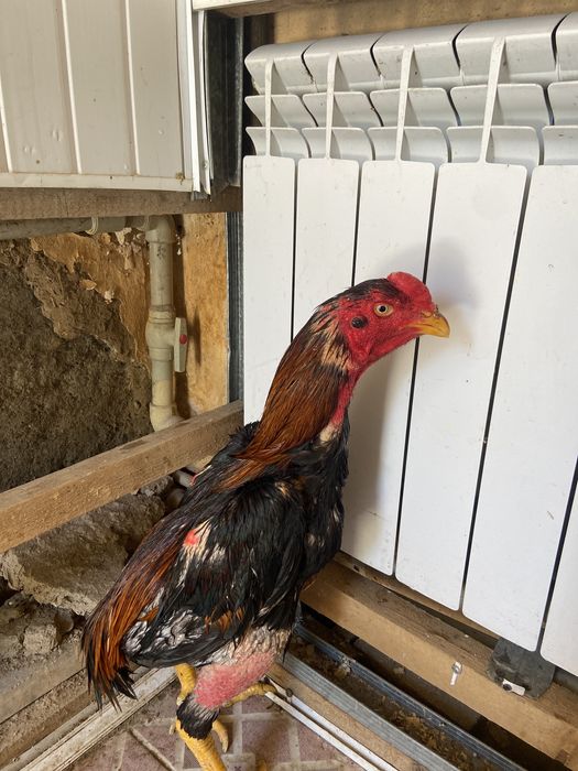 Дакан куима