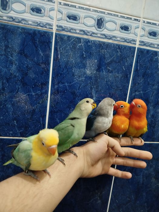 Ручной попугай неразллучник