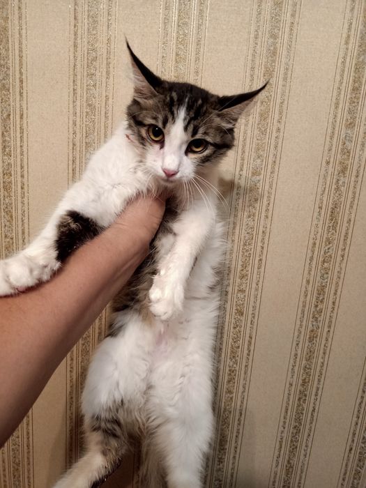 Әдемі марғаулар тегін. Красивые котята.