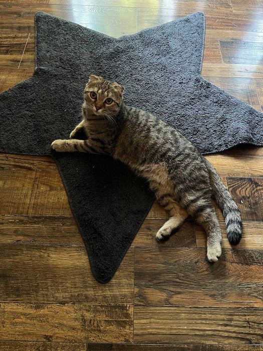 Шотландский скоттиш фолд отдам