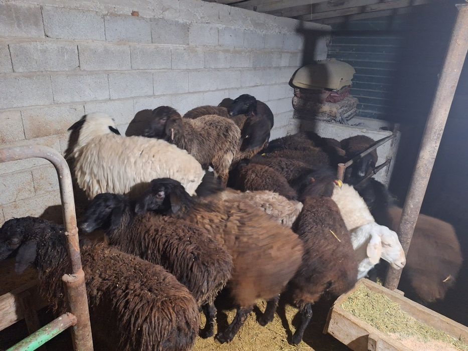 семиз токтылар ургашы еркек 20 бас бар